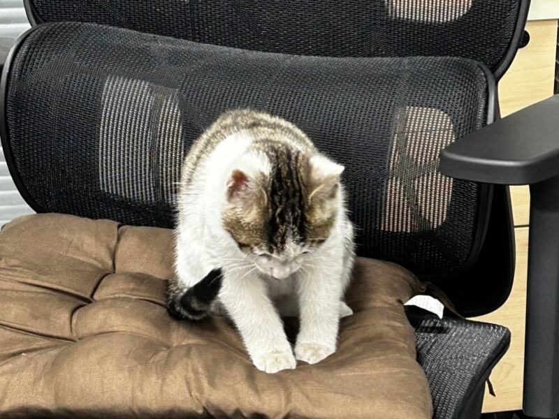 DMK Laser Heartwarming Update: 