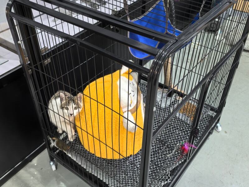 'Koťátko milované celé rodinou' 'Baiwan' se opět přepnulo do roštěnivého režimu