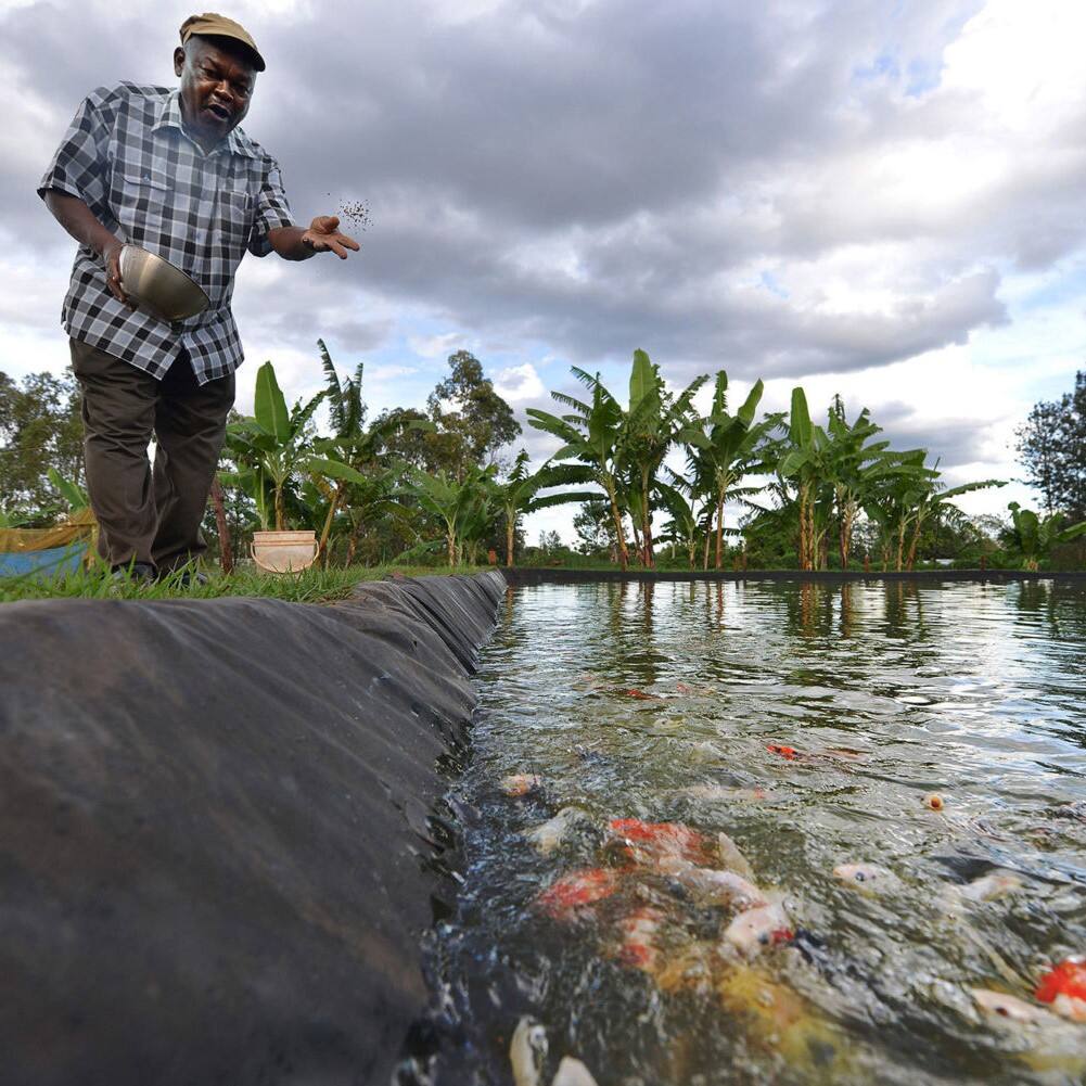 Where to Find High-Quality Fish Pond Liners at Competitive Wholesale Prices