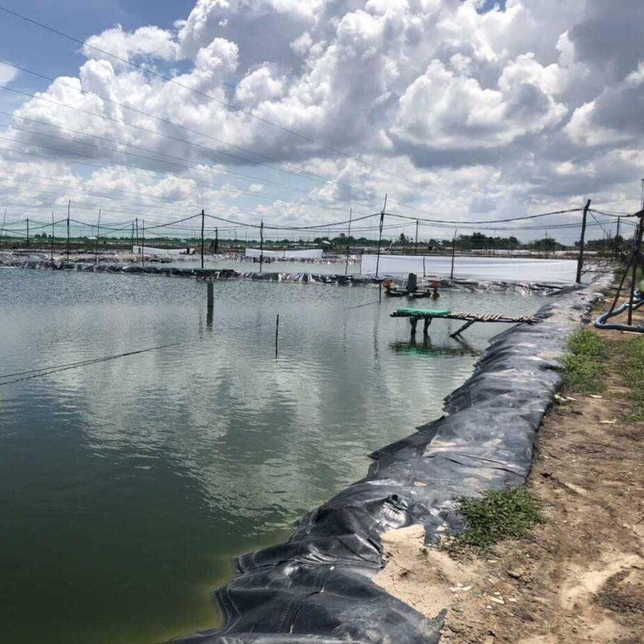 How Fish Pond Liners Can Enhance Your Aquatic Ecosystem