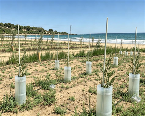 Fiberglass Tree Stakes: The Durable Choice for High-Wind Coastal Landscaping