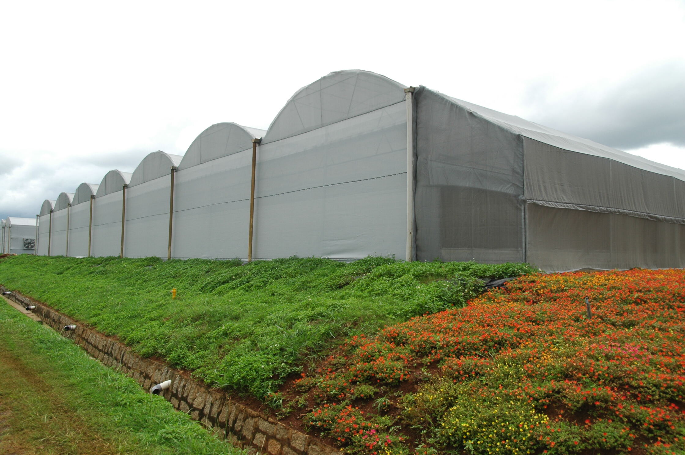 What Are the Latest Trends in Greenhouse Technology for Wholesale Buyers?
