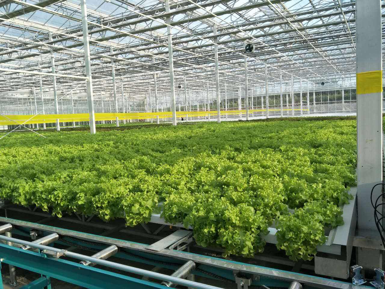 ¿Cuáles son las últimas tendencias en agricultura hidropónica para los mercados al por mayor?