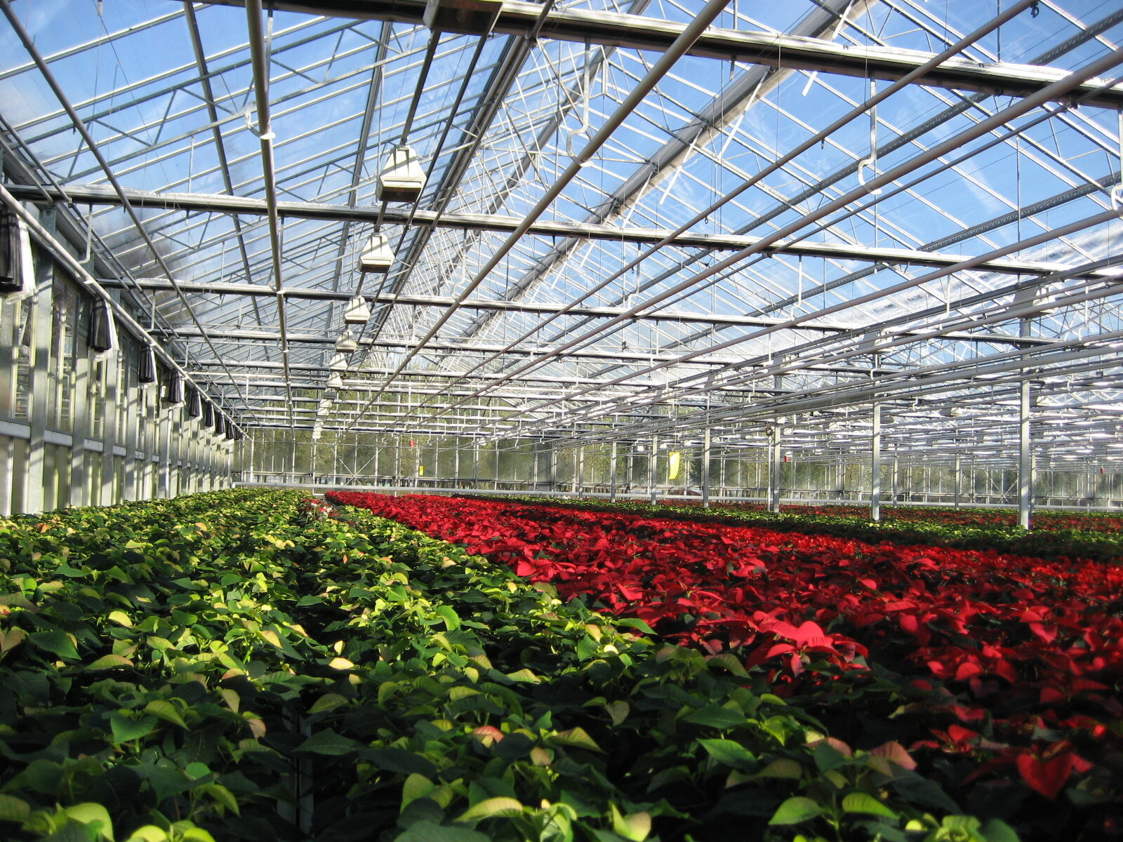 Troubleshooting Your Botanical Glasshouse Setup