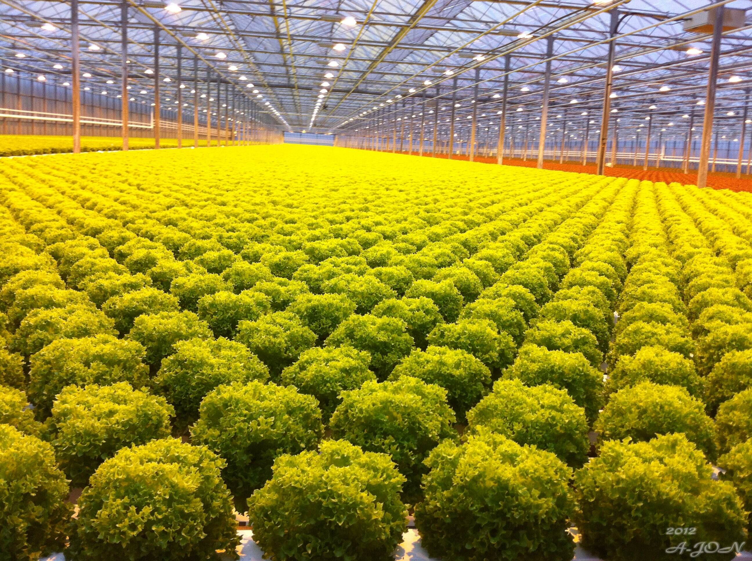 How to Choose the Right Vertical Aquaponics System for Your Business Needs?