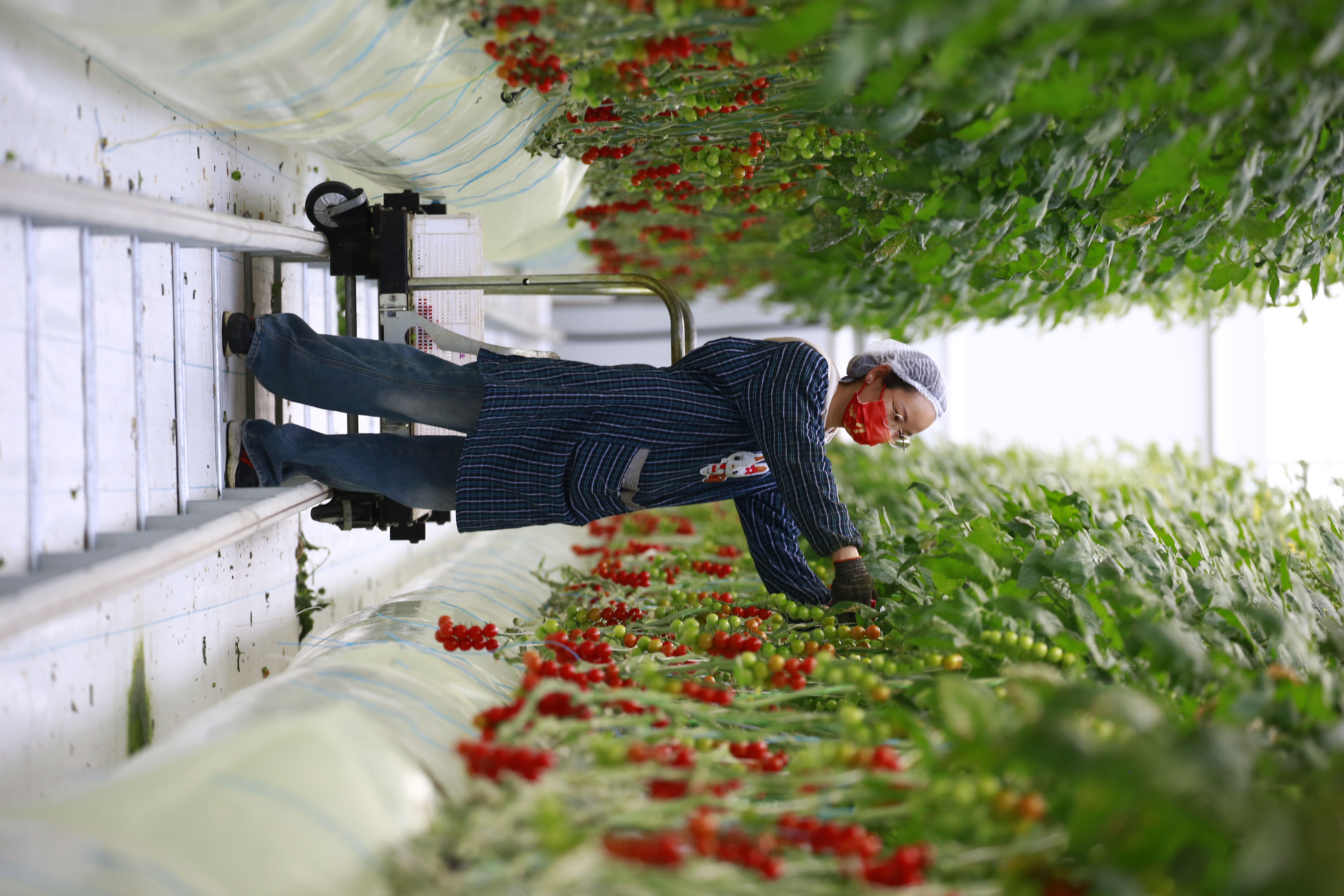 What Are the Key Benefits of Vertical Aquaponics Systems for Sustainable Farming?