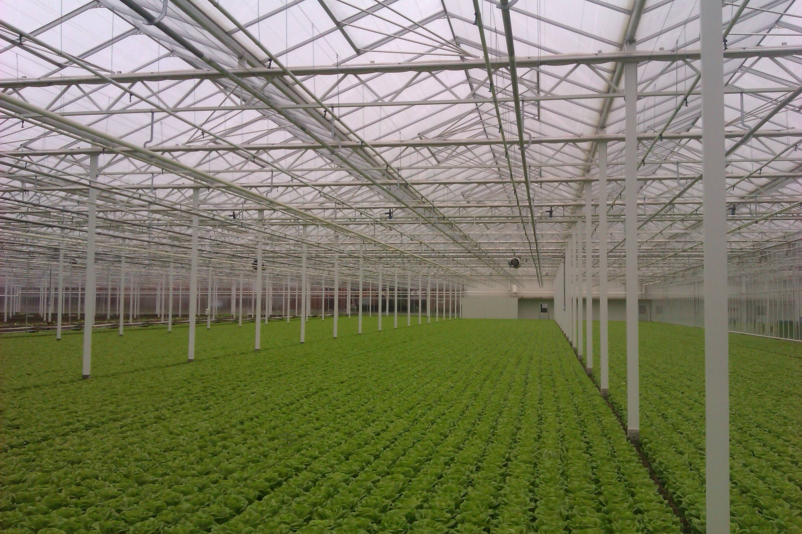What Makes Wind Resistant Greenhouses Essential for Sustainable Farming?