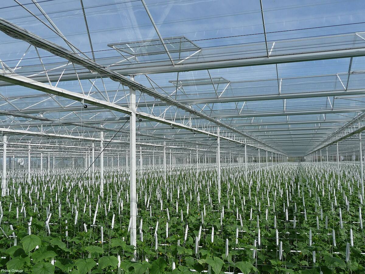 How Botanical Glasshouses Enhance Plant Health and Productivity