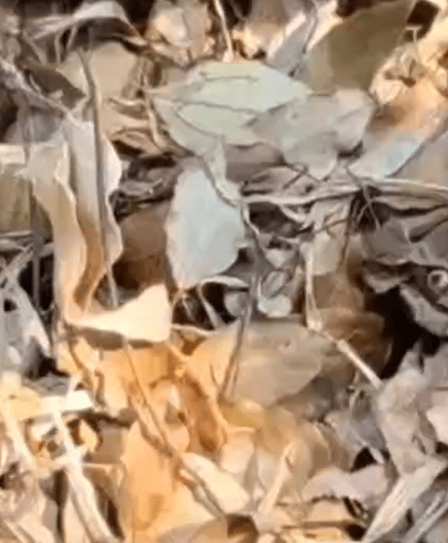 garden waste compost