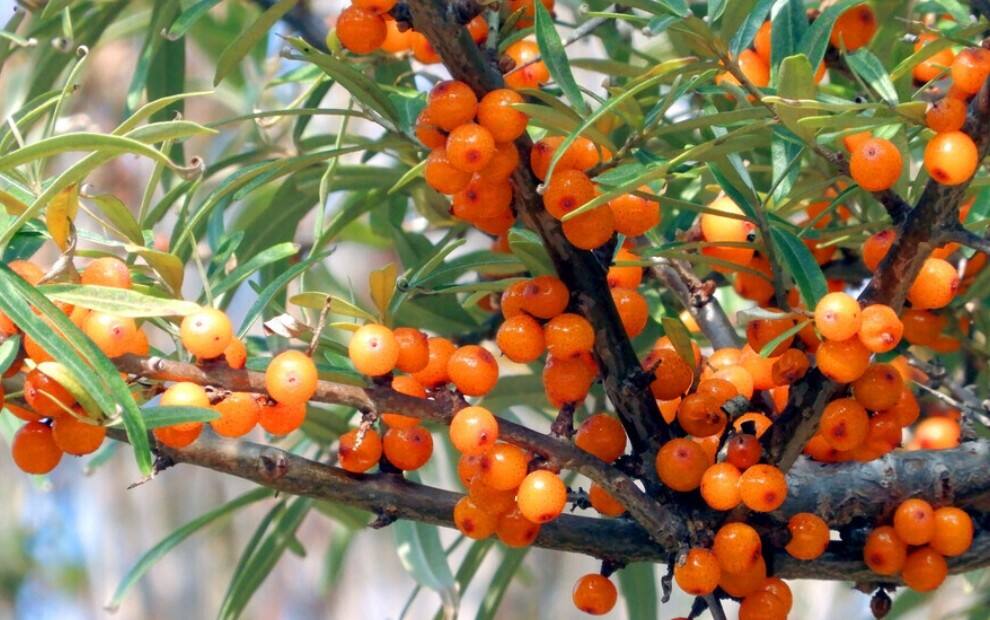 Sea Buckthorn Juice Freeze-Drying Application Case
