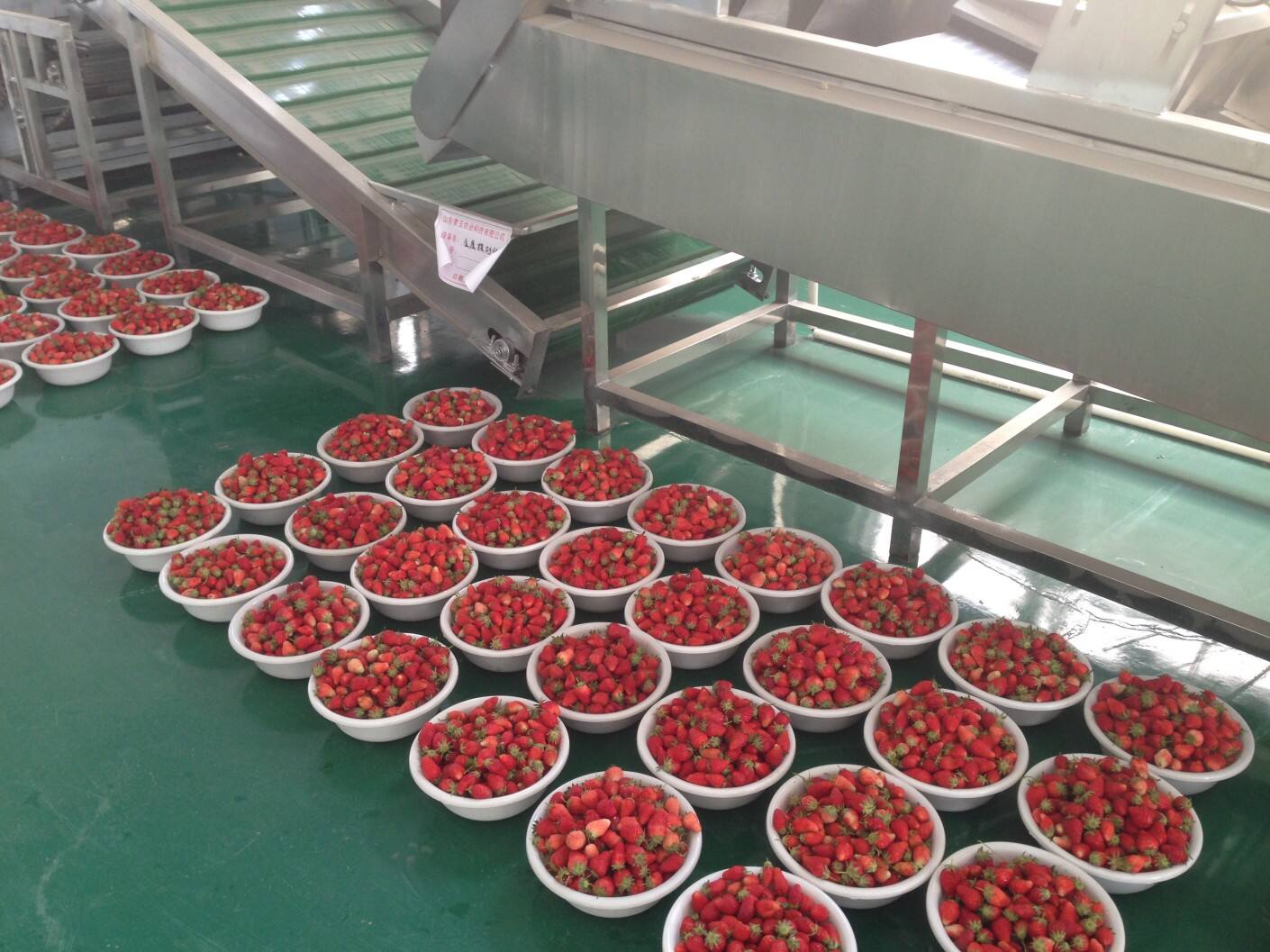 Strawberry Freeze-Drying Application Case