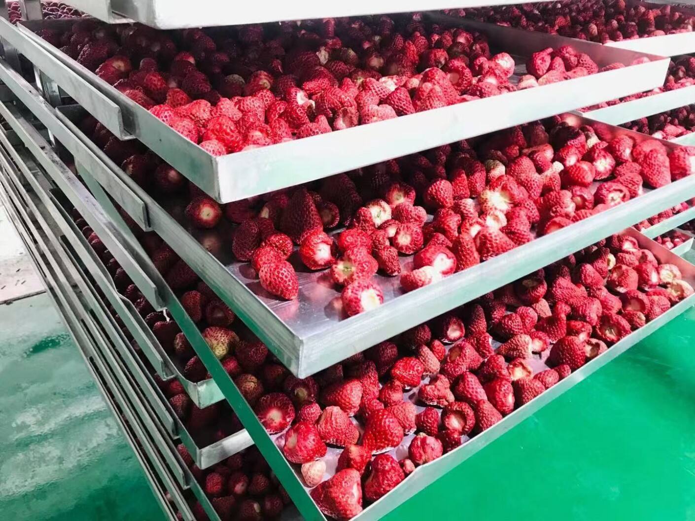 Strawberry Freeze-Drying Application Case