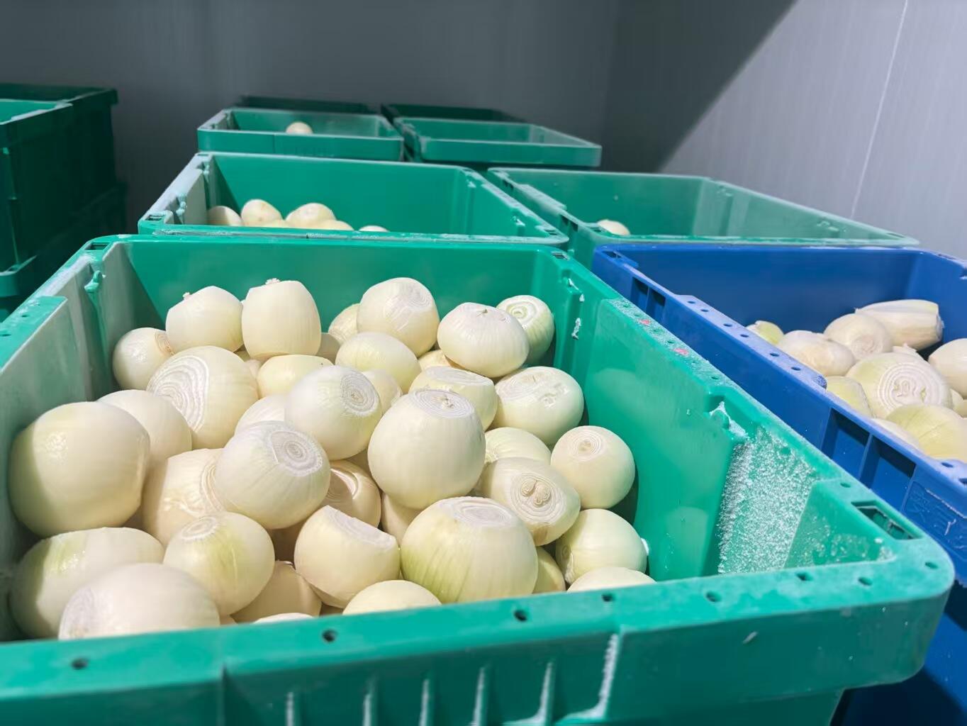 Bola Bawang Beku Permintaan Tinggi — Pastikan Bekalan Anda dengan WYLFOODS