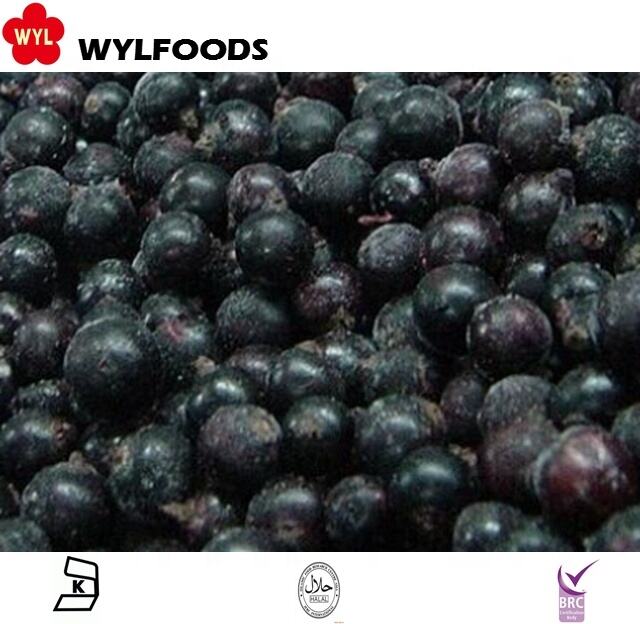 Frozen Blackcurrant from WYLFOODS – Freshness You Can Trust