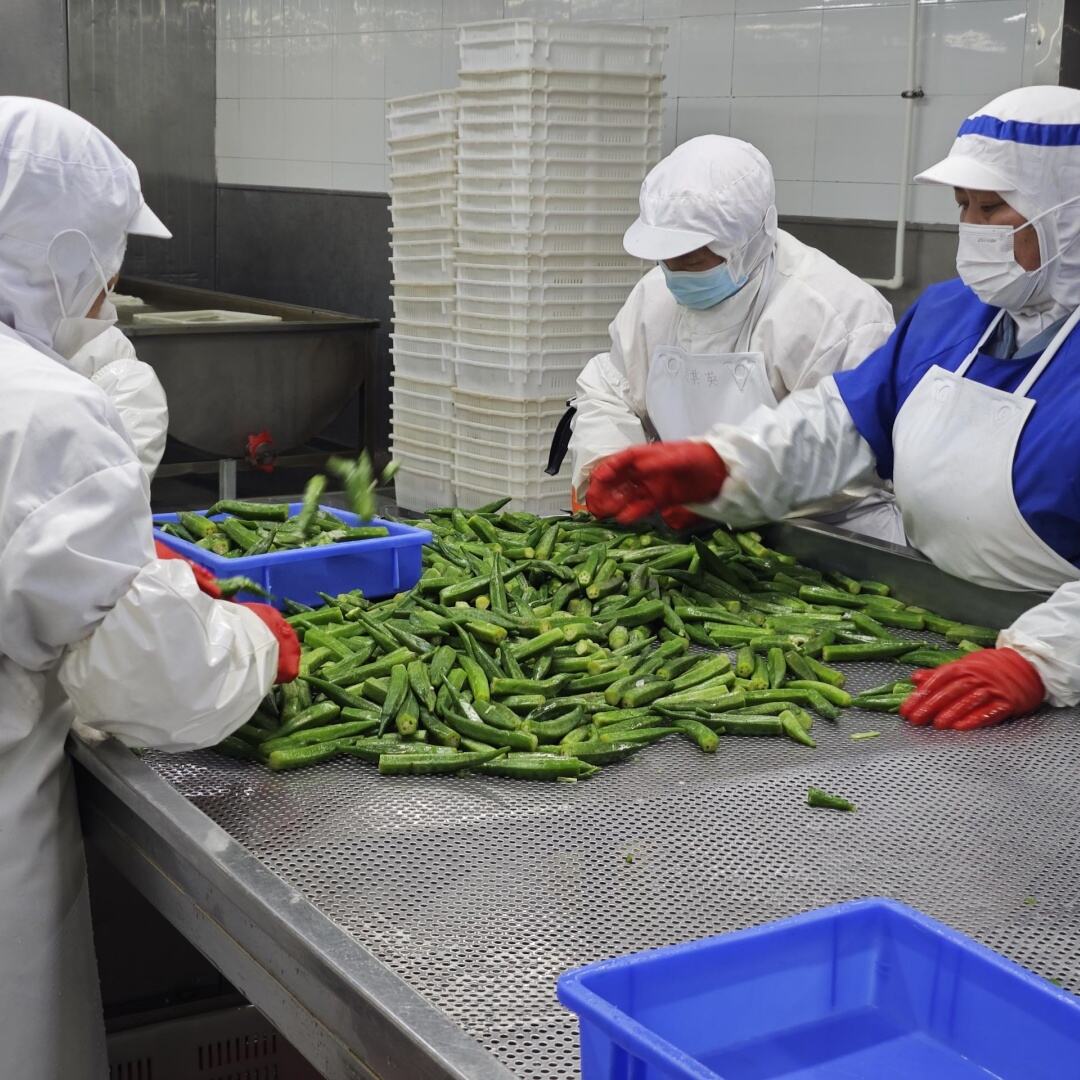 Récolte Fraîche d'Okra chez WYLFOODS – Maintenant Disponible !