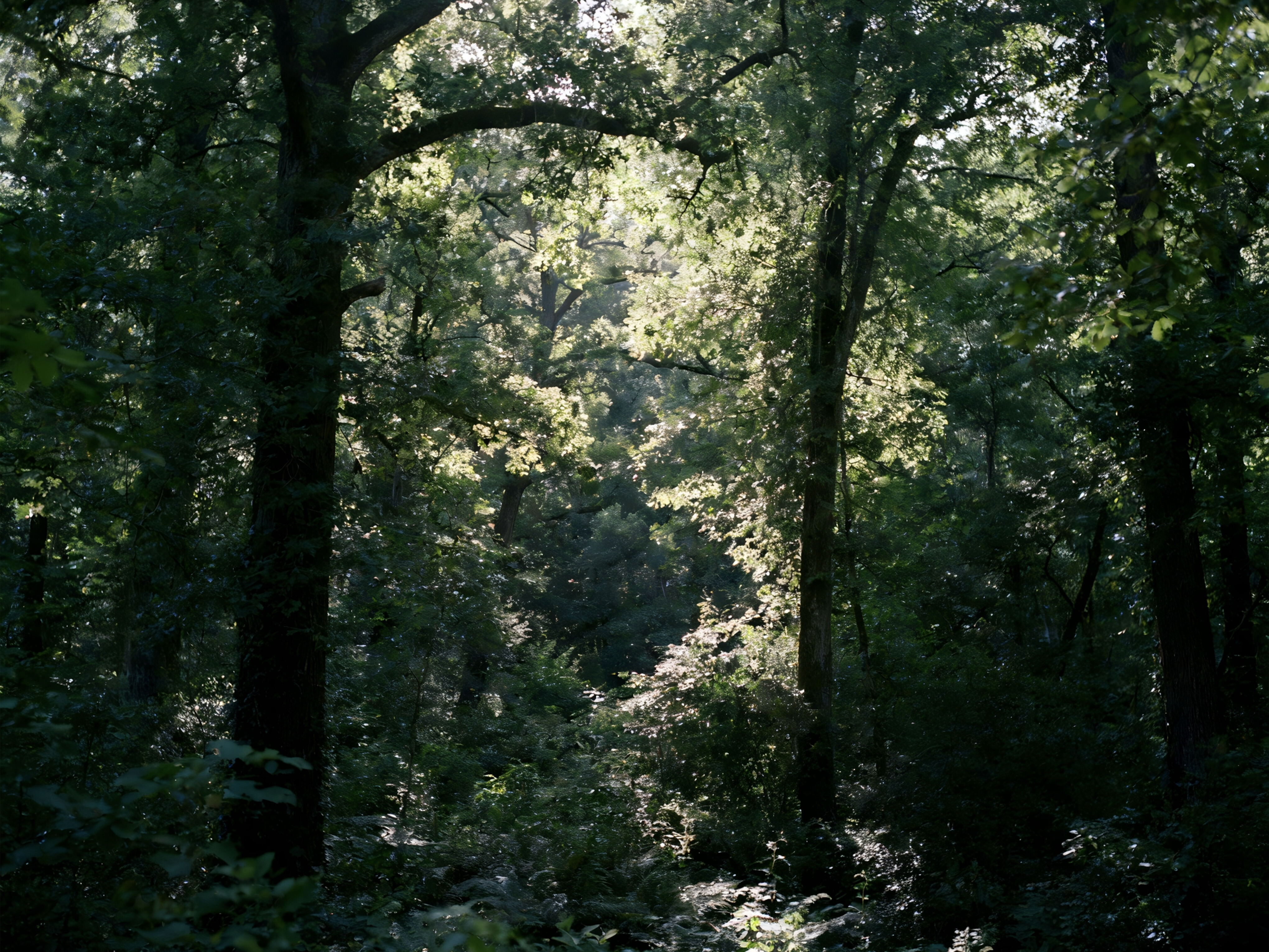 China's Engineered Veneer Exports Rebound Strongly