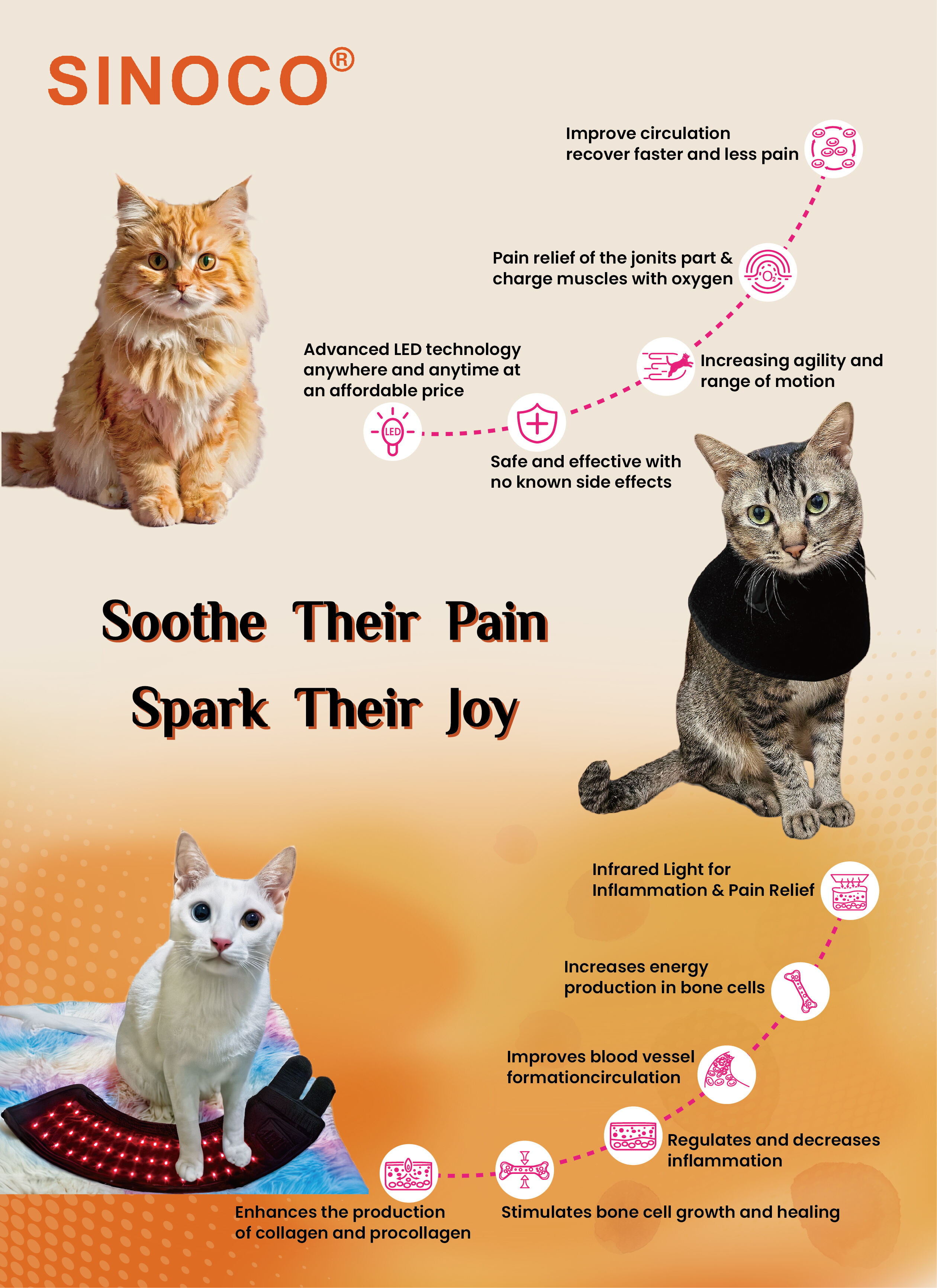 cats therapy.jpg