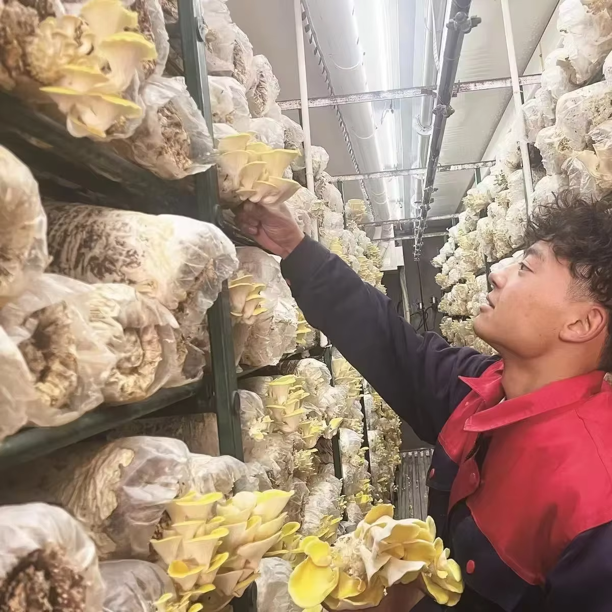 Ang Mga Benepisyo ng mga Automatikong Sistemang Racking sa Cold Rooms