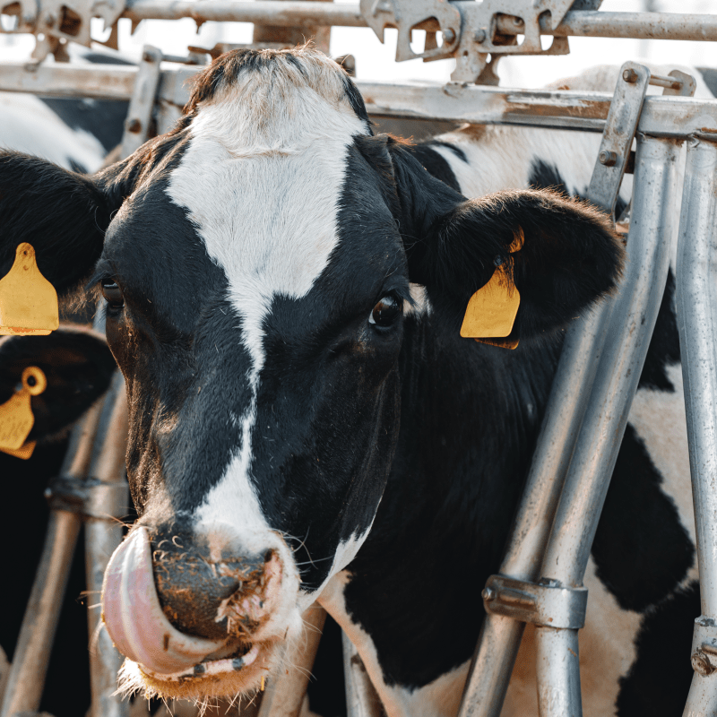 Global Trends and Leading Countries in Cattle Husbandry Management Products