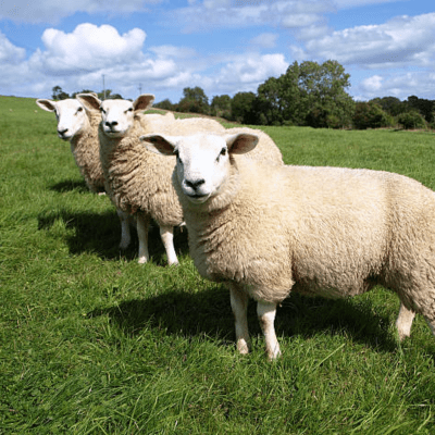 Sheep Equipment