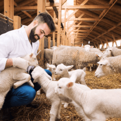 Veterinary Equipment
