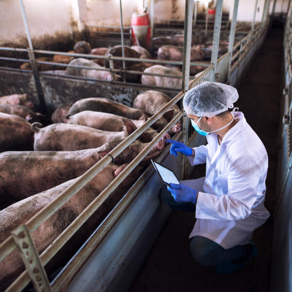 Scientific Methods and Key Recommendations for Large-Scale Pig Farming