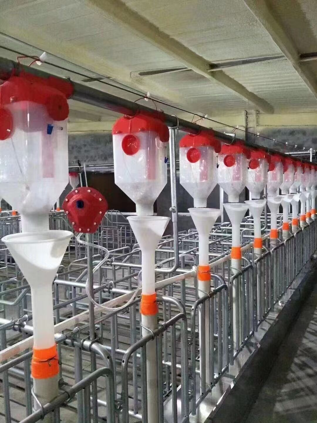 Como uma linha combinada de alimentação e bebedouro plana otimiza o espaço no piso das granjas avícolas?