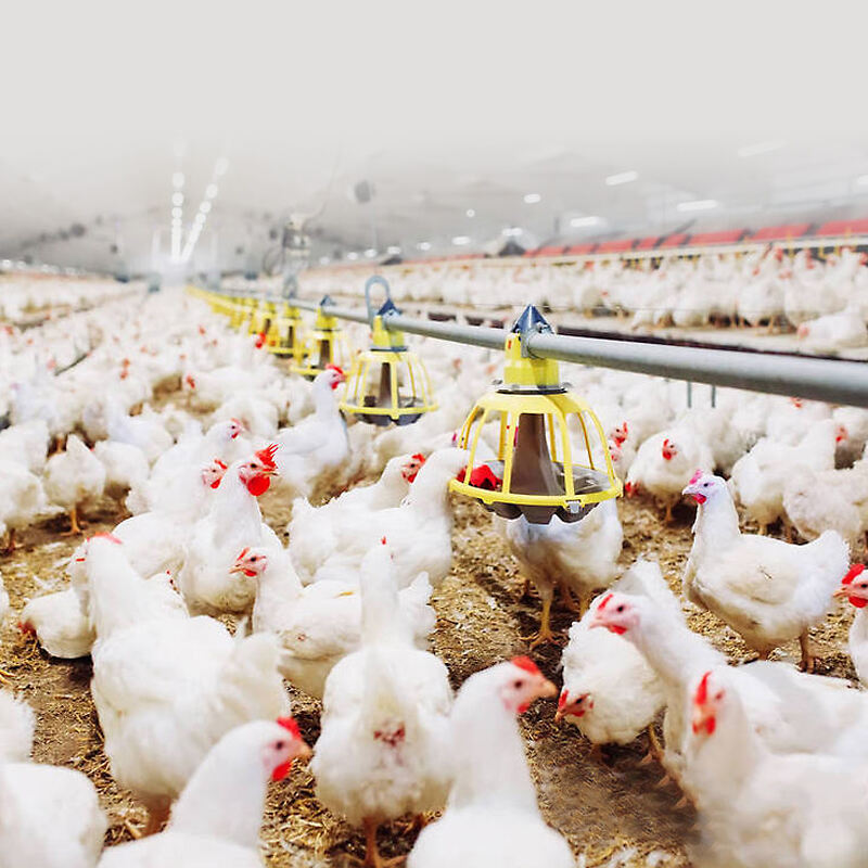 Automatic Chicken Flat Feeding And Drinking Line System