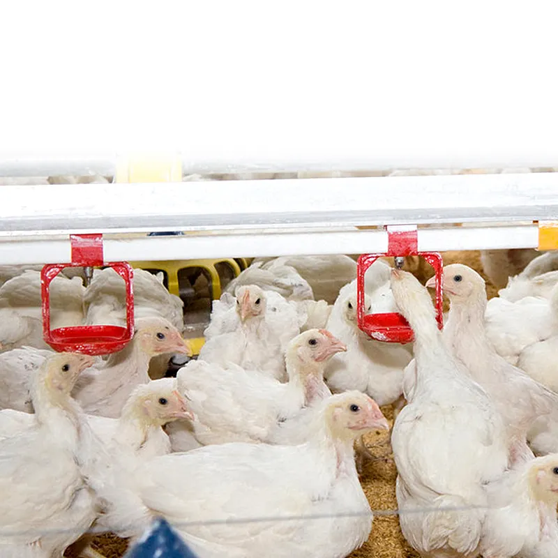 How to Build a Long-Term Relationship with Your Chicken Equipment Supplier