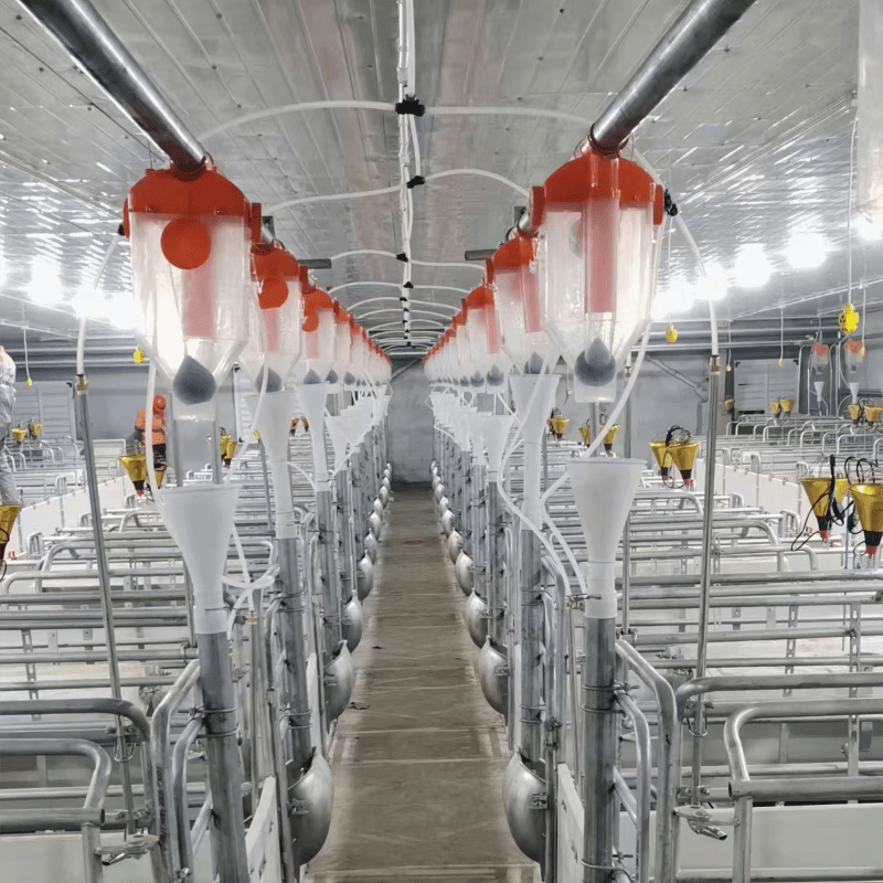 Two types of pig feeding line,two types breeding way