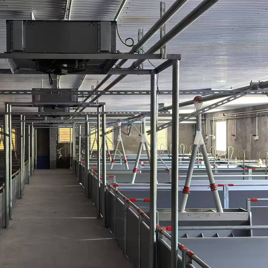 Automatic Pig Feeding Line System High Efficiency Chain Disc Feeding Line for Large Scale Pig Farms