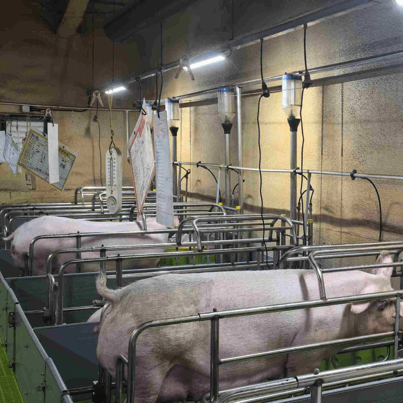 European-style farrowing crate for pigs, all stainless steel, suitable for Europe, America, Japan and South Korea