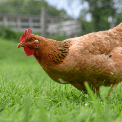 Chicken Equipment