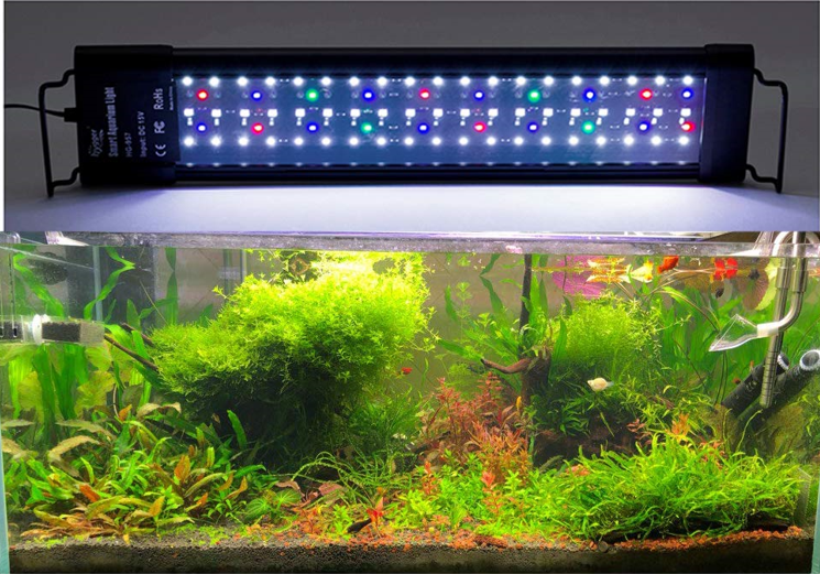 Creating a Stunning Aquascape with the Right Aquarium Equipment
