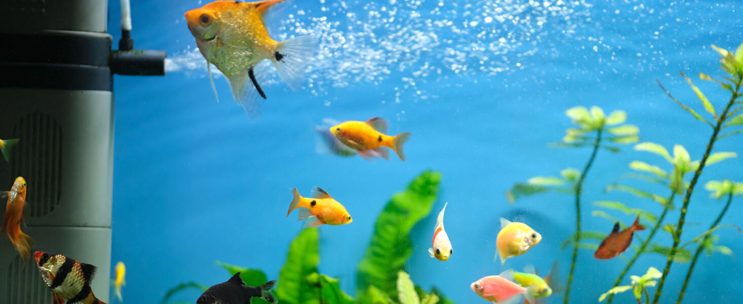 Fish Tank Test Kit