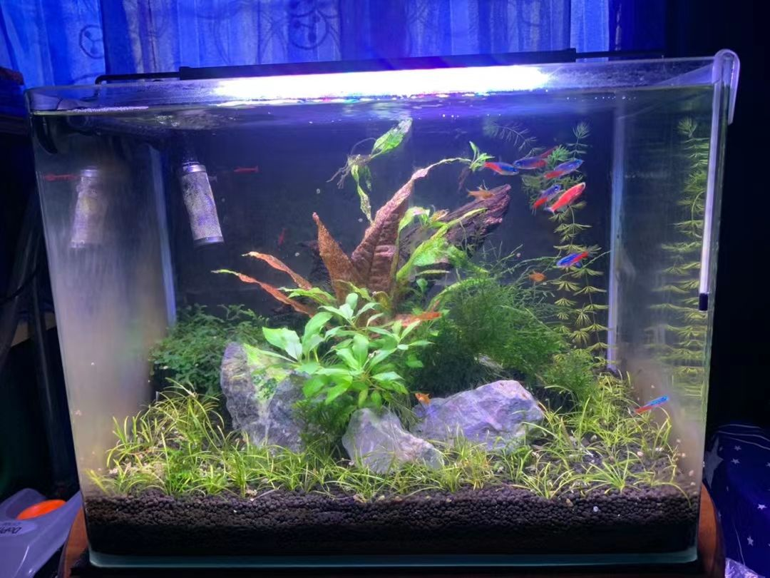 Migliorare l'Esperienza del tuo Acquario con Luci Intelligenti per Acquari