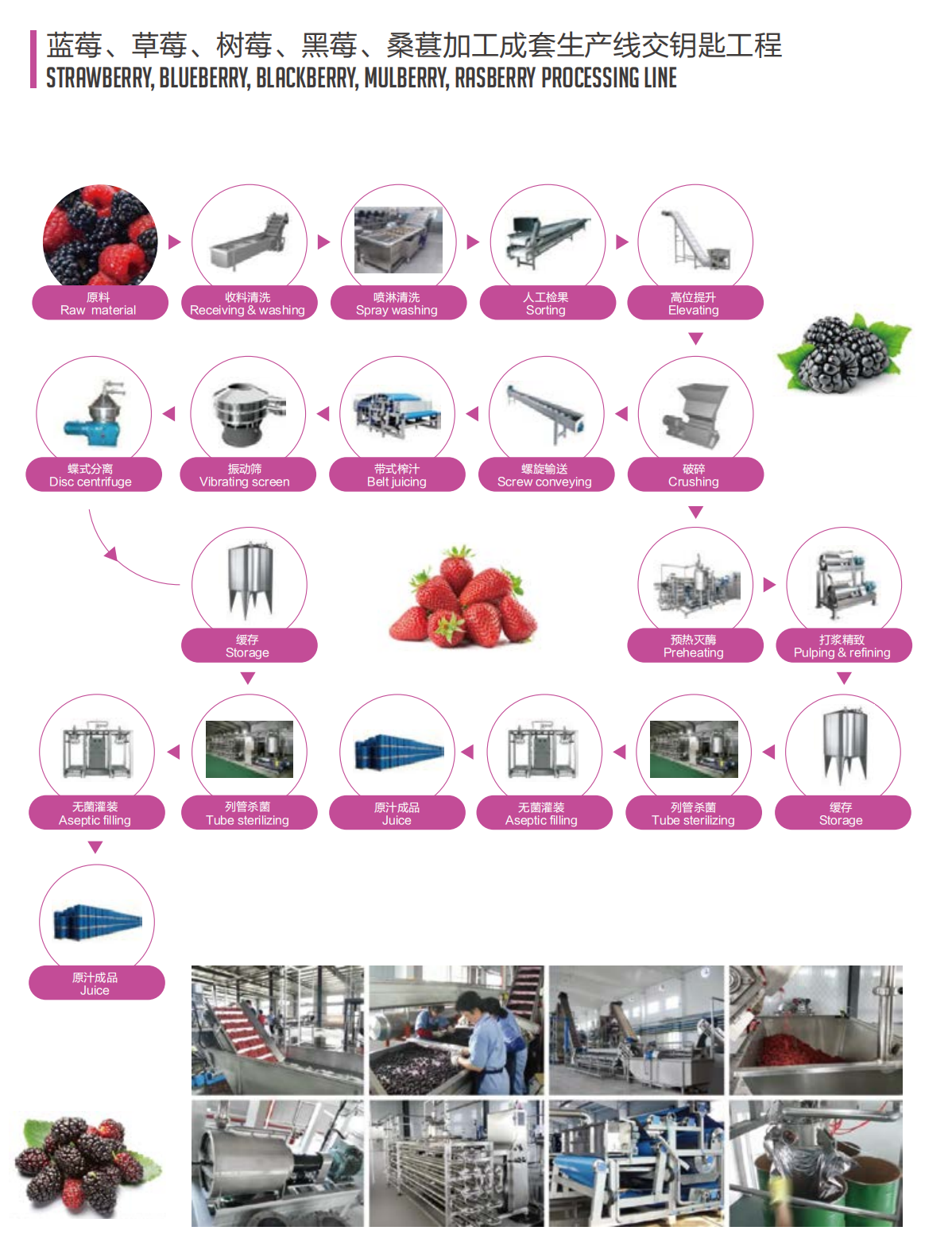 Strawberry, Blueberry, Blackberry, Mulberry, Rasberry Processing line.jpg