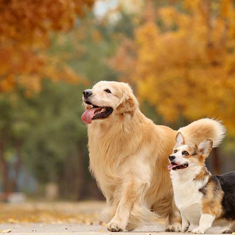 HelpGut® 4-in-1 Pet Digestive Health
