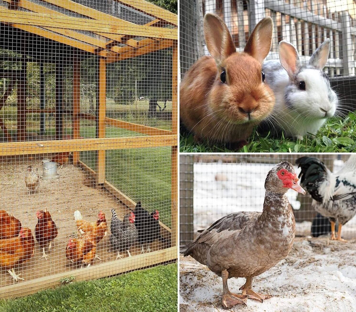 Гальванизированная сварная сетка для различных сфер применения