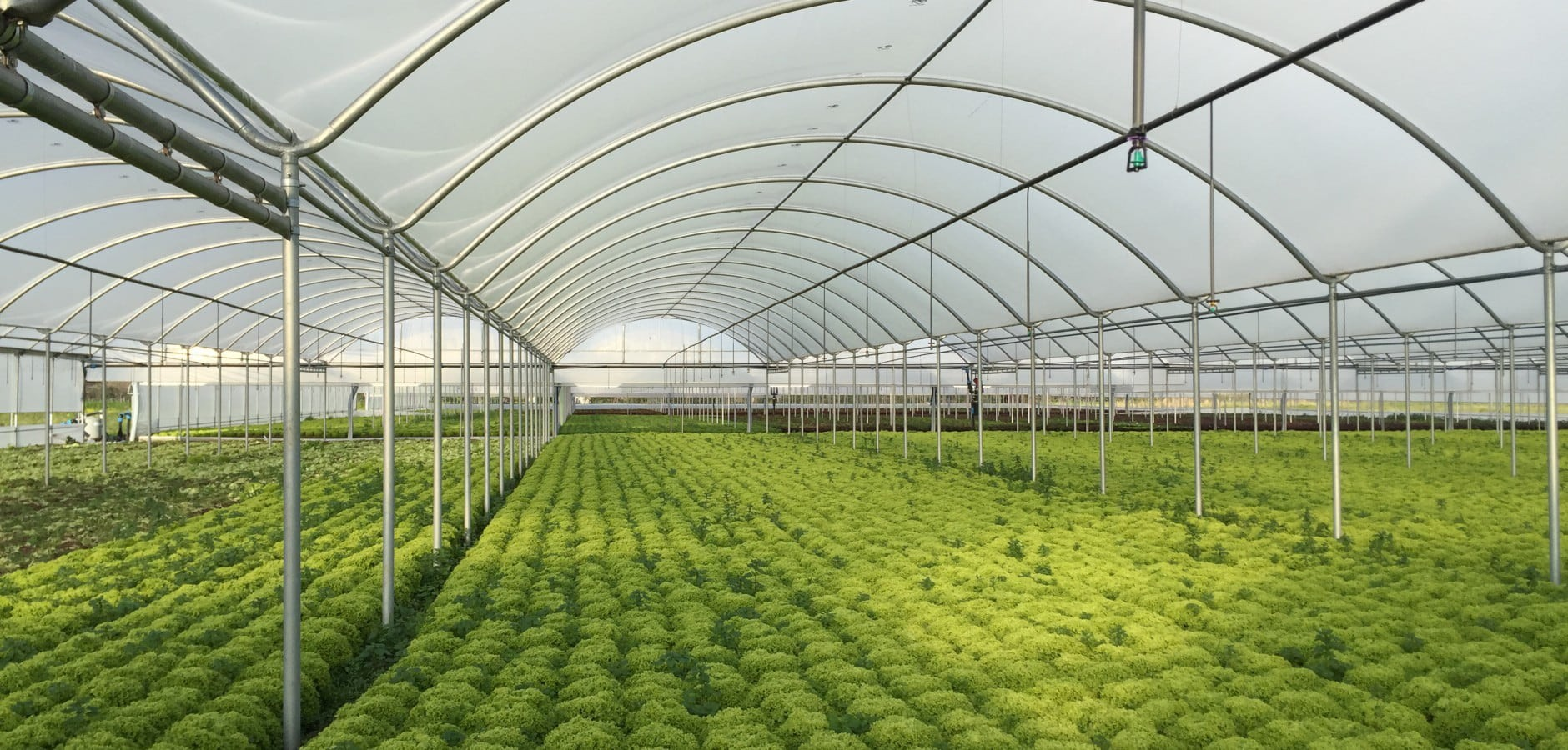 High-Quality Greenhouse Plastic Film for Optimal Growth