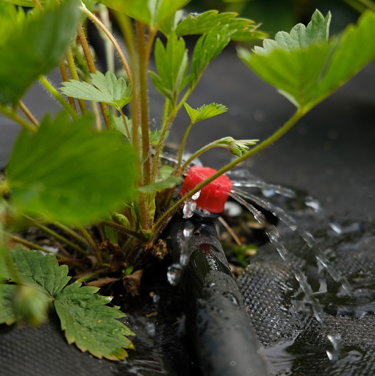Drip Irrigation