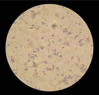 Tecnología de Fabricación Avanzada y Sistemas de Control de Calidad