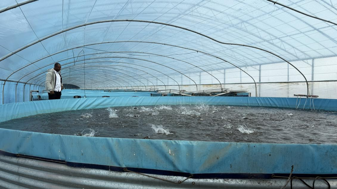 대학 졸업생의 양식업 꿈: 흐르는 물을 이용한 양식으로 고향에 번영을 가져오기