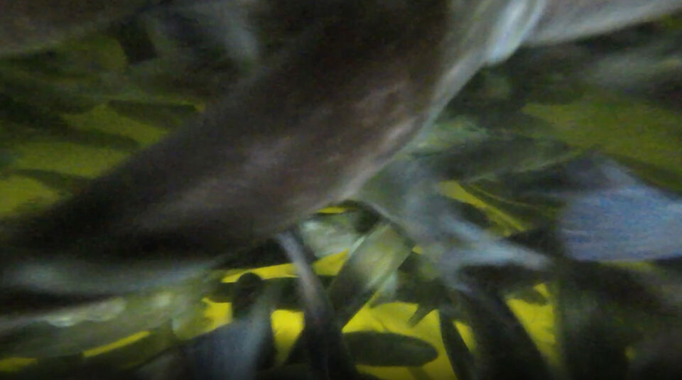 Présentation sur site du système d'aquaculture