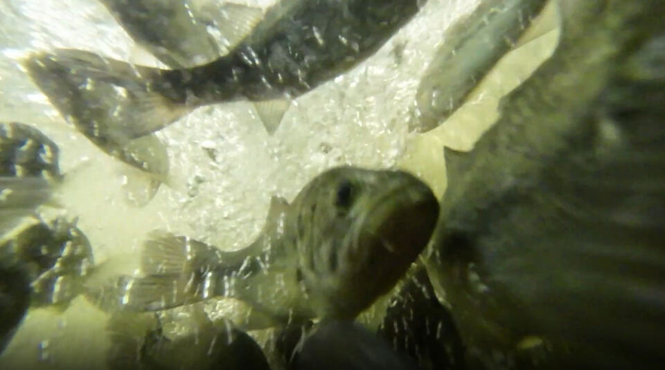 Présentation sur site du système d'aquaculture
