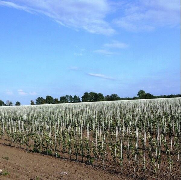 applications (31).jpg