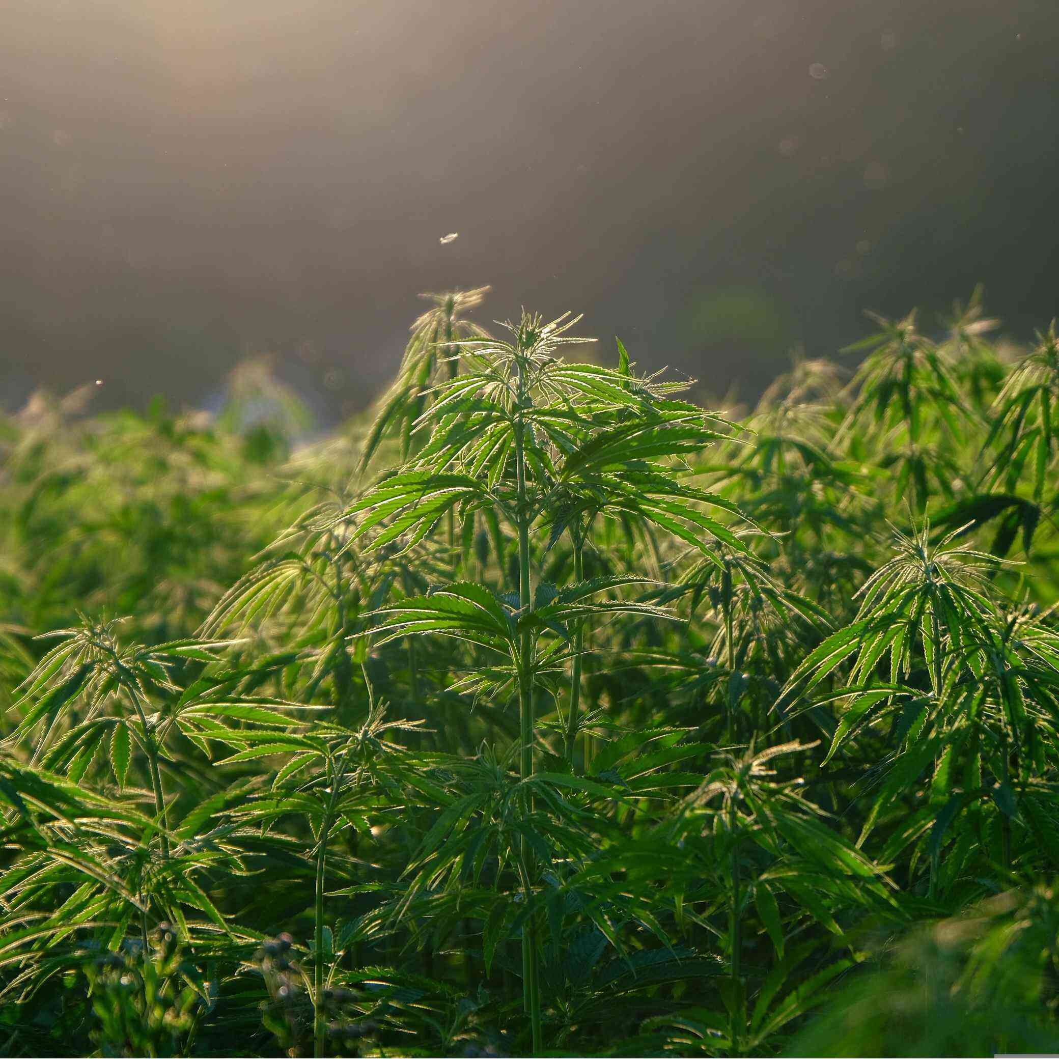 Weed Cultivation