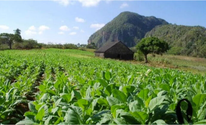 Processus de séchage des feuilles de tabac pour cigares