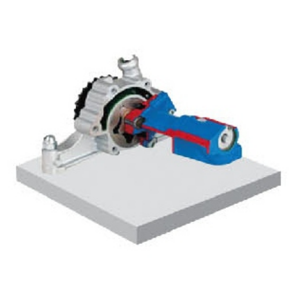 Rotary pump anatomical model