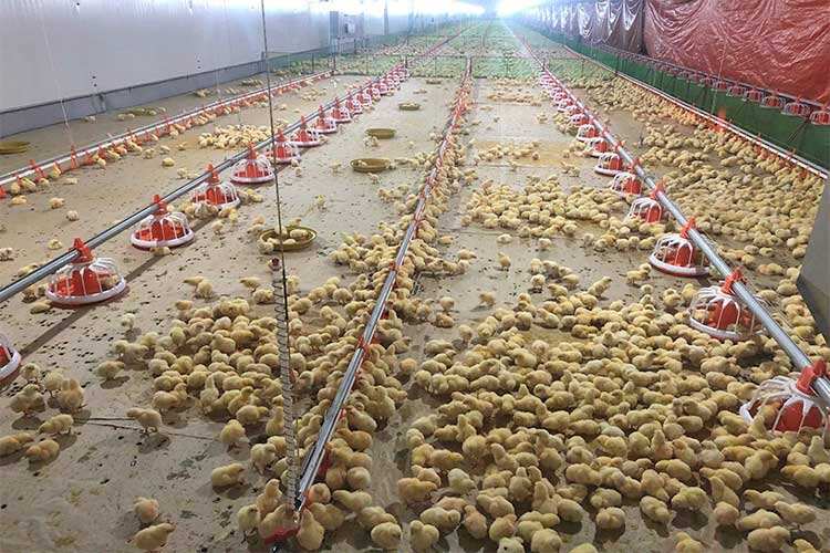 Steel structure poultry farm design